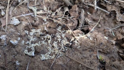 Camponotus ruber