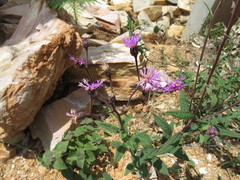 Vernonia greggii