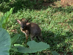 Nesotragus moschatus