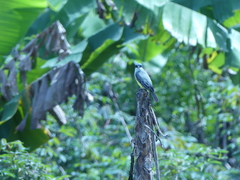 Tyrannus niveigularis