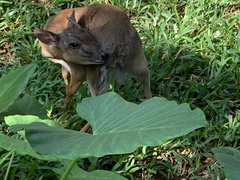 Nesotragus moschatus