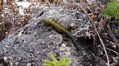 Sceloporus taeniocnemis