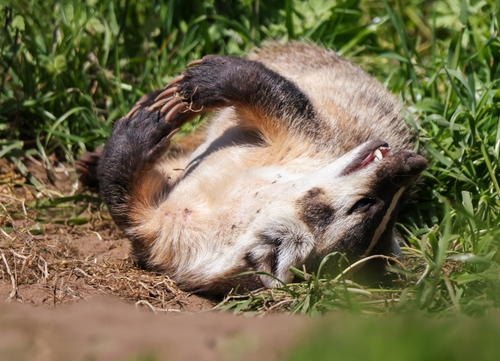 American Badger, photo 6 of 7
