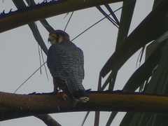 Falco chicquera