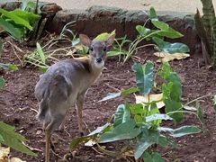 Nesotragus moschatus