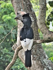 Bycanistes subcylindricus