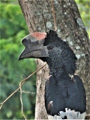 Bycanistes subcylindricus