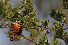 Amphicallia bellatrix