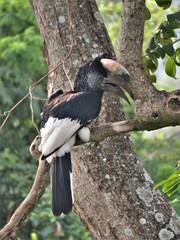 Bycanistes subcylindricus