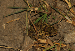 Hoplobatrachus crassus