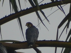 Falco chicquera