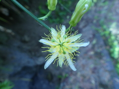 Passiflora leptopoda