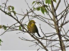 Zosterops stuhlmanni