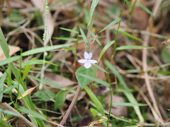 Variable False Eranthemum (Pseuderanthemum variabile)