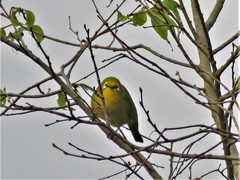 Zosterops stuhlmanni