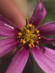 Cosmos parviflorus