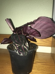 Goeppertia roseopicta