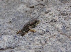 Rhinella atacamensis