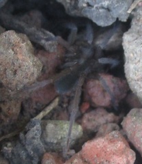 Hemirrhagus chilango