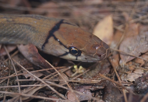 Copperhead Rat Snake