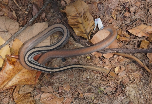Copperhead Rat Snake