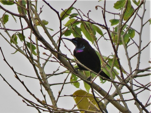 Green-throated Sunbird (Chalcomitra rubescens), photo 4