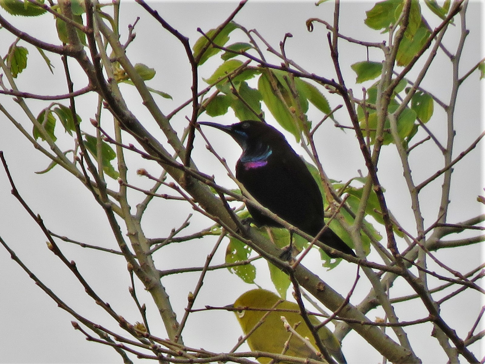 Green-throated Sunbird (Chalcomitra rubescens), photo 2