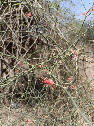 C. aphylla (Capparis decidua)