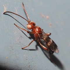 Gelis tenellus