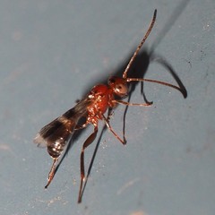Gelis tenellus