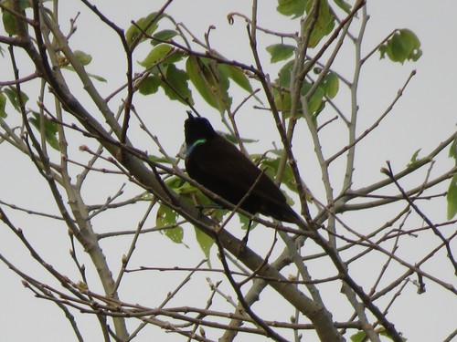 Green-throated Sunbird (Chalcomitra rubescens), photo 5