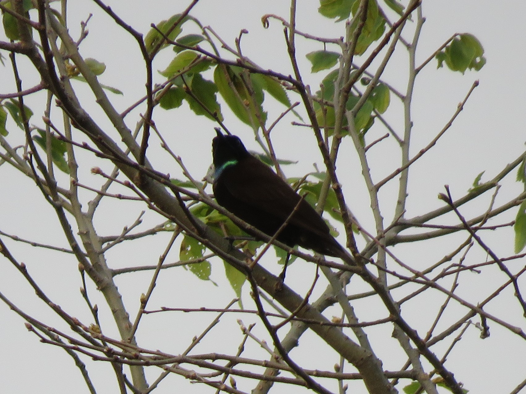 Green-throated Sunbird (Chalcomitra rubescens), photo 3