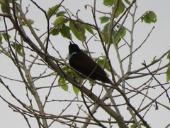 Chalcomitra rubescens