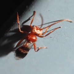 Gelis tenellus