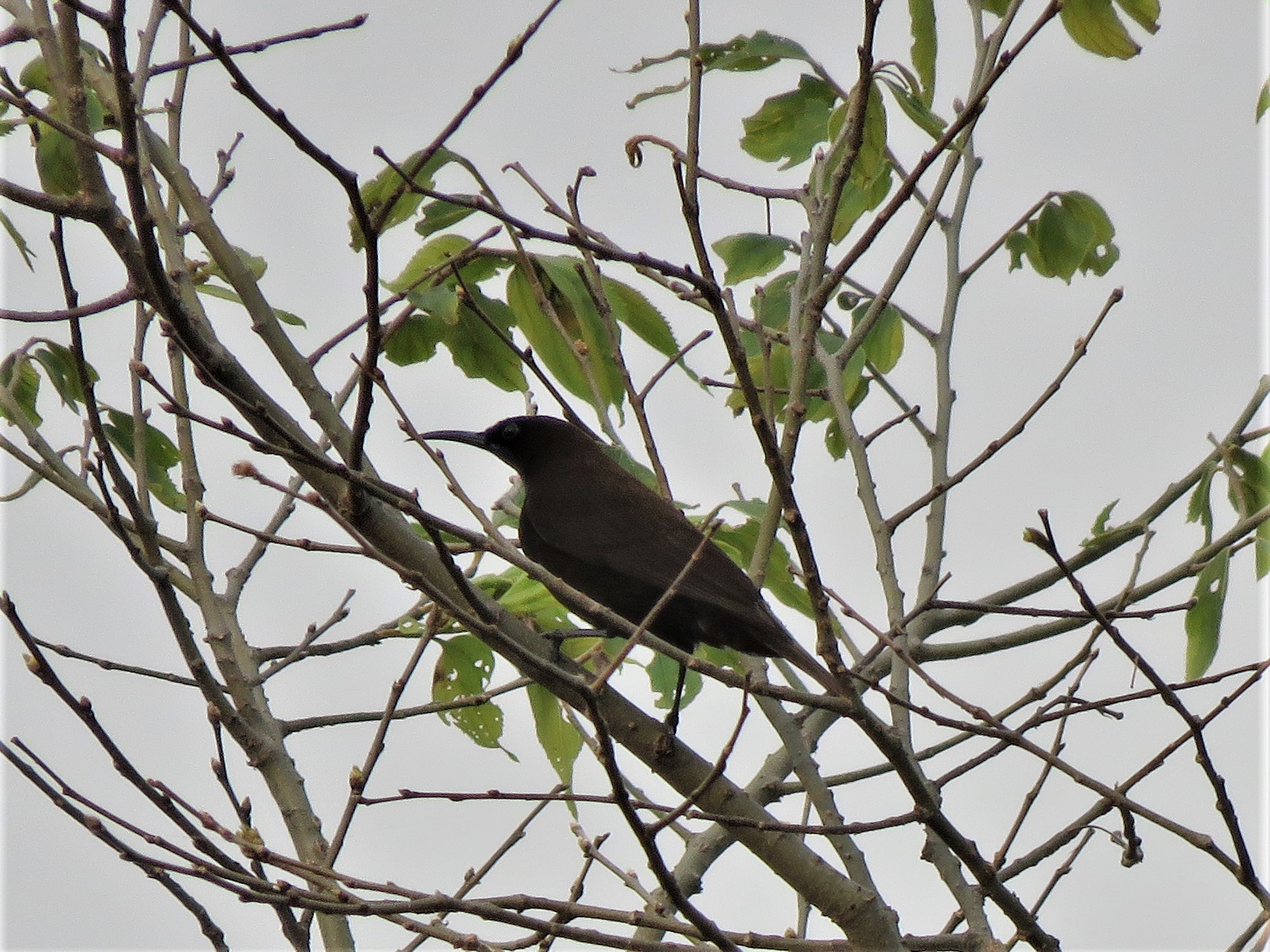 Green-throated Sunbird (Chalcomitra rubescens), photo 6