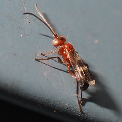 Gelis tenellus