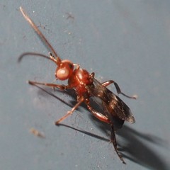 Gelis tenellus