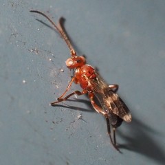 Gelis tenellus