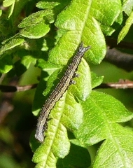 Catocala antinympha