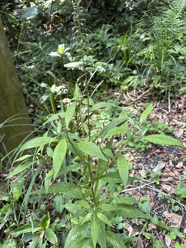 Lysimachia decurrens, photograph 6
