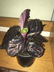 Goeppertia roseopicta