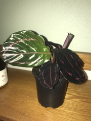 Goeppertia roseopicta