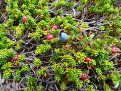 Vaccinium boreale