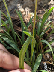 Raillardella scaposa