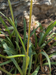 Raillardella scaposa