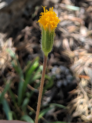 Raillardella scaposa