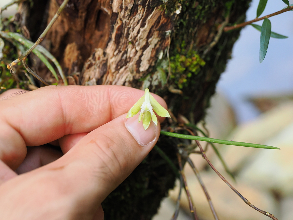 Dendrobium bowmanii