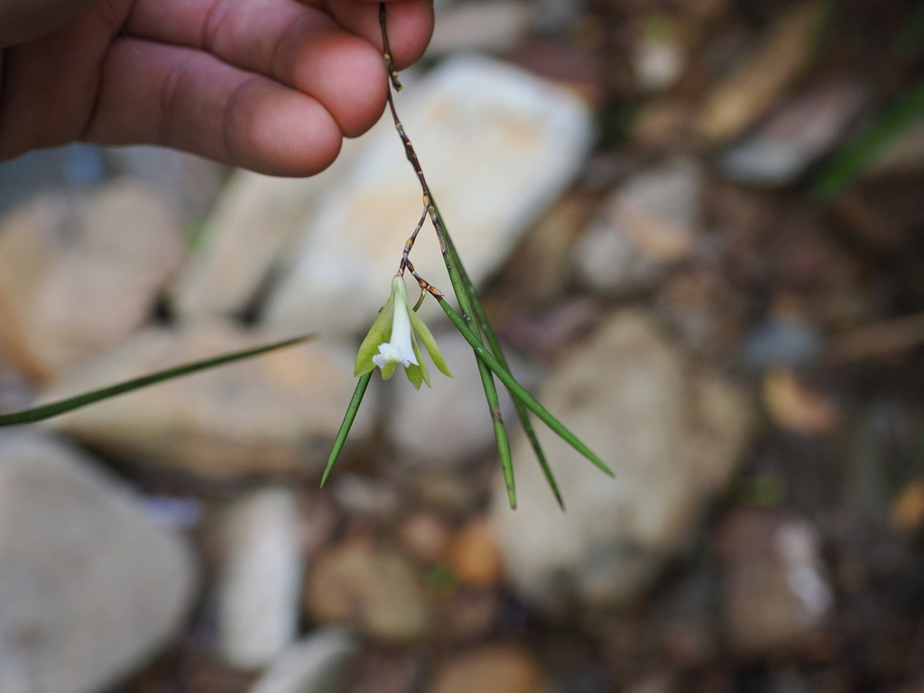 Dendrobium bowmanii Benth. 3