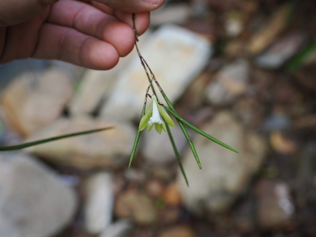 Dendrobium bowmanii Benth. 4