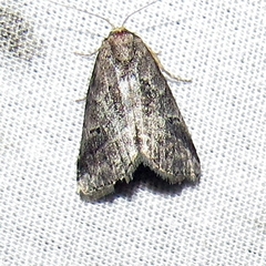 Hyperstrotia pervertens